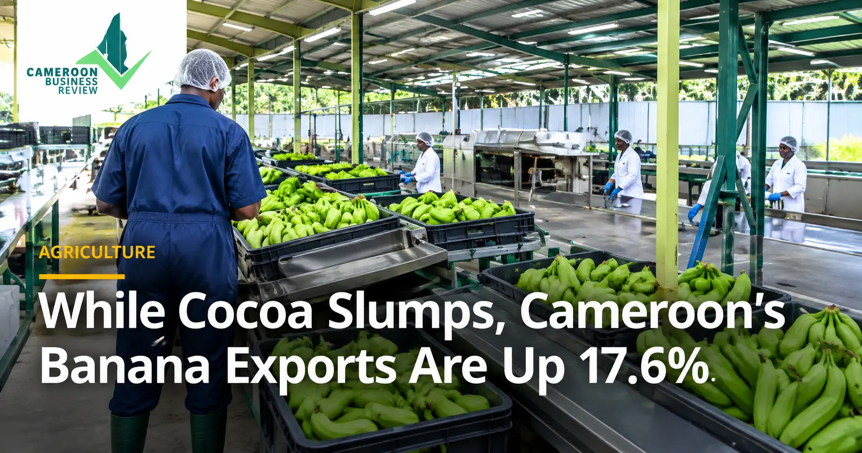 A worker in a blue uniform and rubber boots stands in a banana packing shed beside trays of green bananas